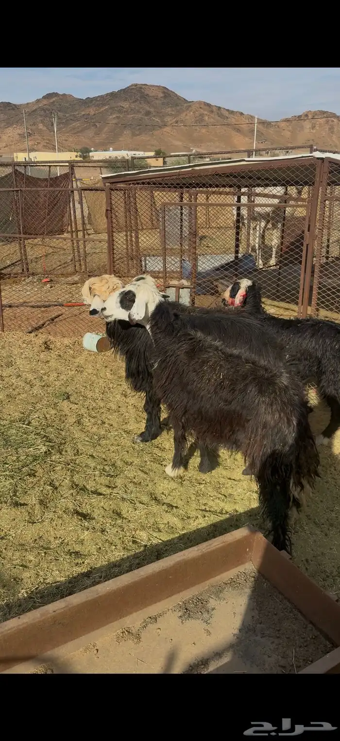 للبيع ثلاث نعاج مضاريع 2