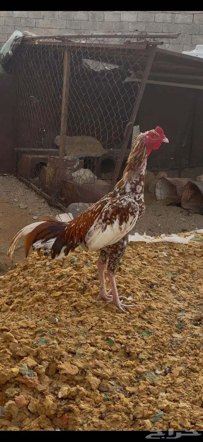 ديك سندي بيور 1