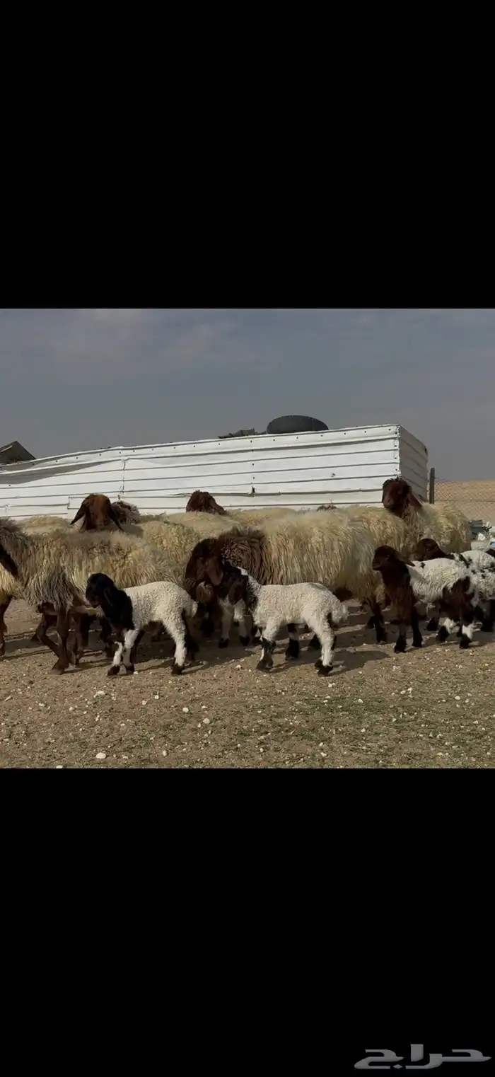 مراح نعيم متابيع دبس فااخره اغلبها اباكير اول والده . 11