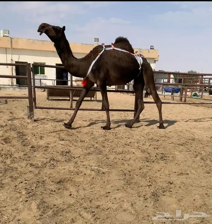 للبيع ضروبه نادرة 0