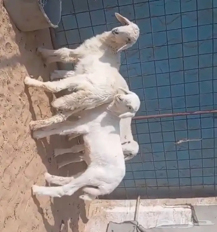 للبيع 4 طليان العمر شهرين 0