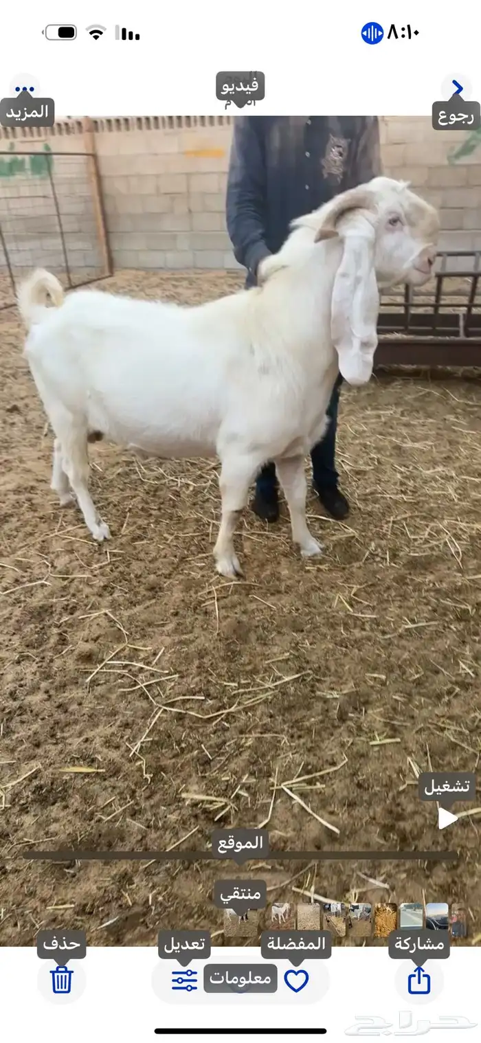 فحل مطور ابيض ابرص لون وقرن واظاليف السن تام شبب 0