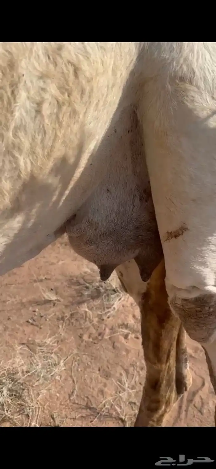 خلفه مصغر للبيع 3