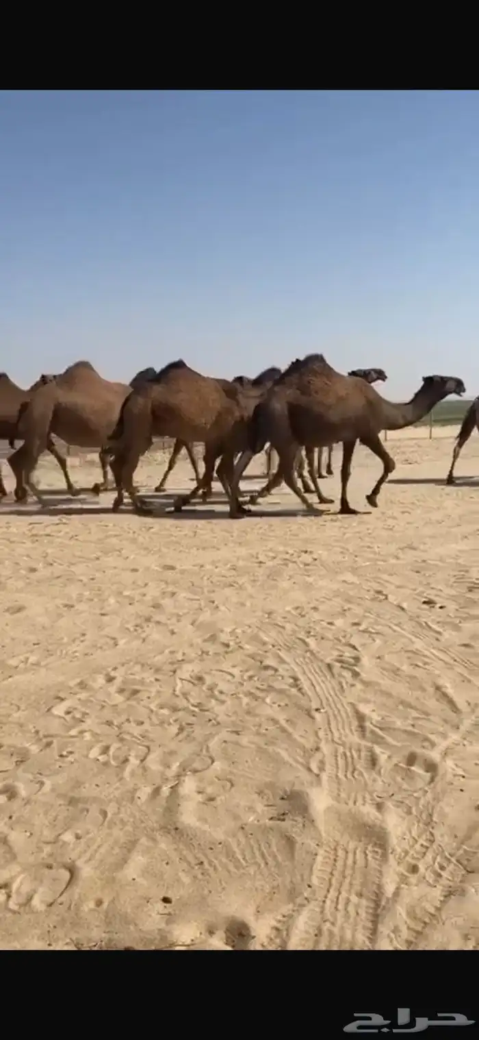 ابل صفر كفو وطيبه واشباب العدد 20 ومعها قعدان 2 فحول 4