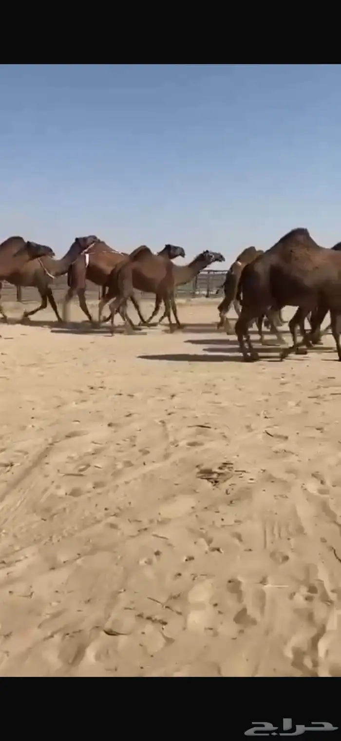 ابل صفر كفو وطيبه واشباب العدد 20 ومعها قعدان 2 فحول 5