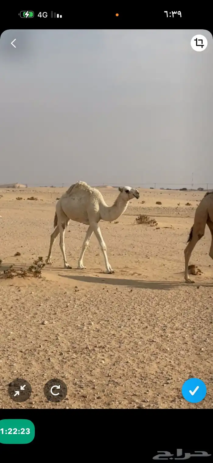 بكره مفروده 0