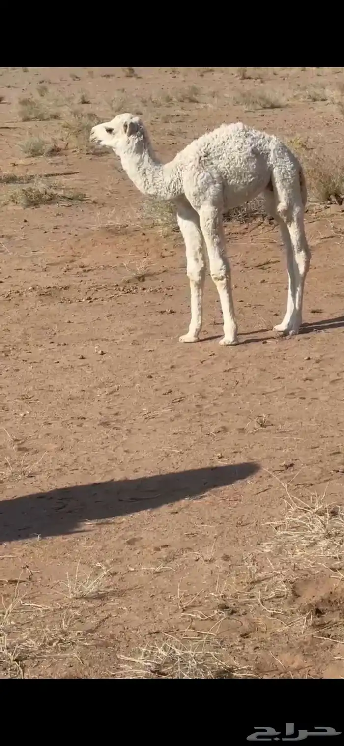 خلفه مصغر للبيع 2