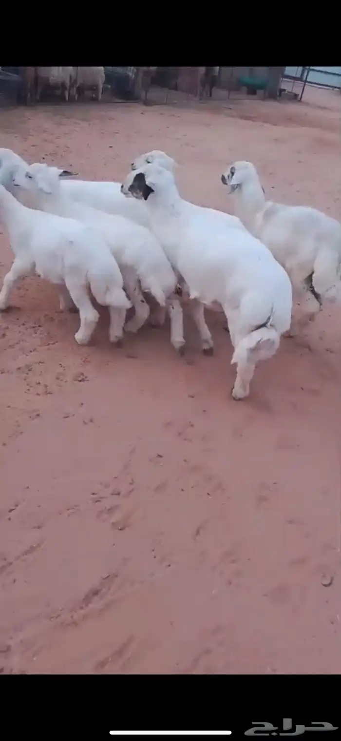 للبيع بهم حري 4