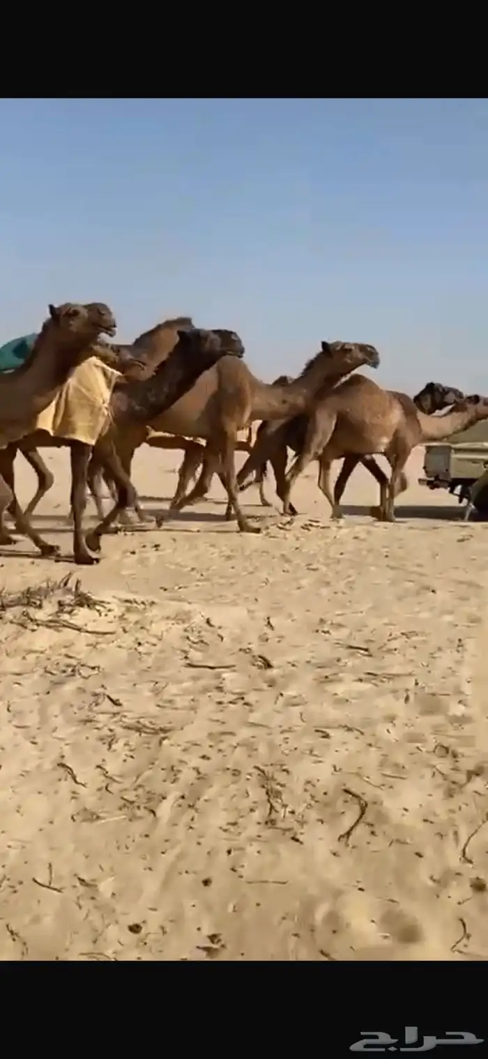 ابل صفر كفو وطيبه واشباب العدد 20 ومعها قعدان 2 فحول 1