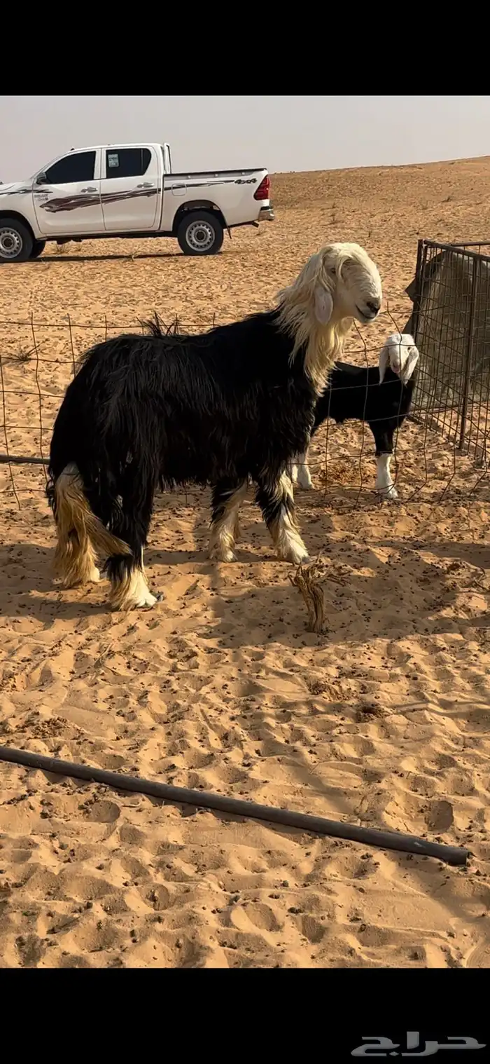 لبيع خروف نجدي فحل 0