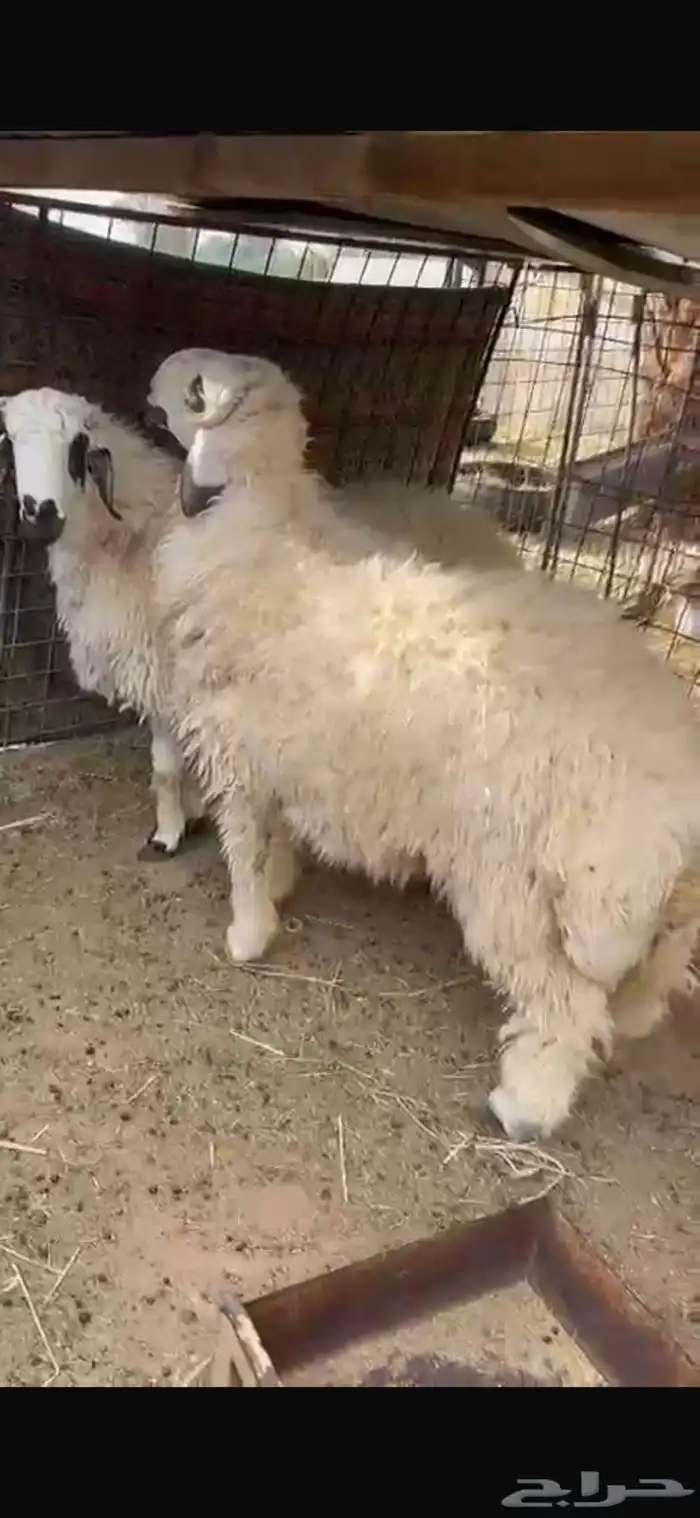 طليان فاخره جبر 0