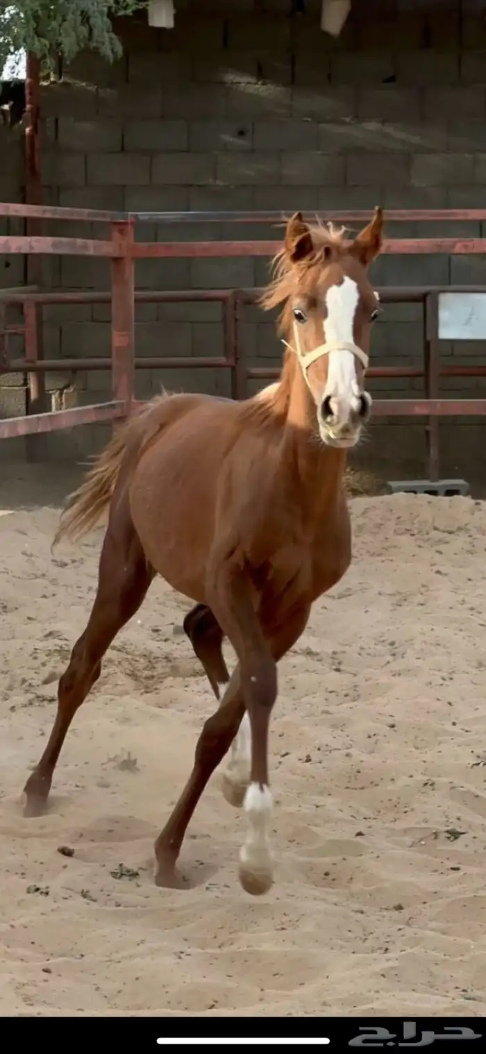 مهره شعبيه 0