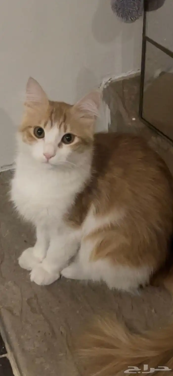 قط للتبني ذكر 7