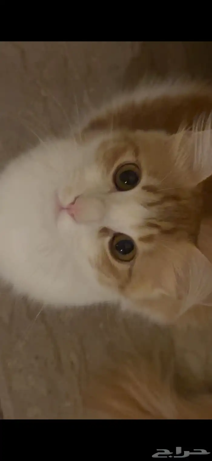 قط للتبني ذكر 8