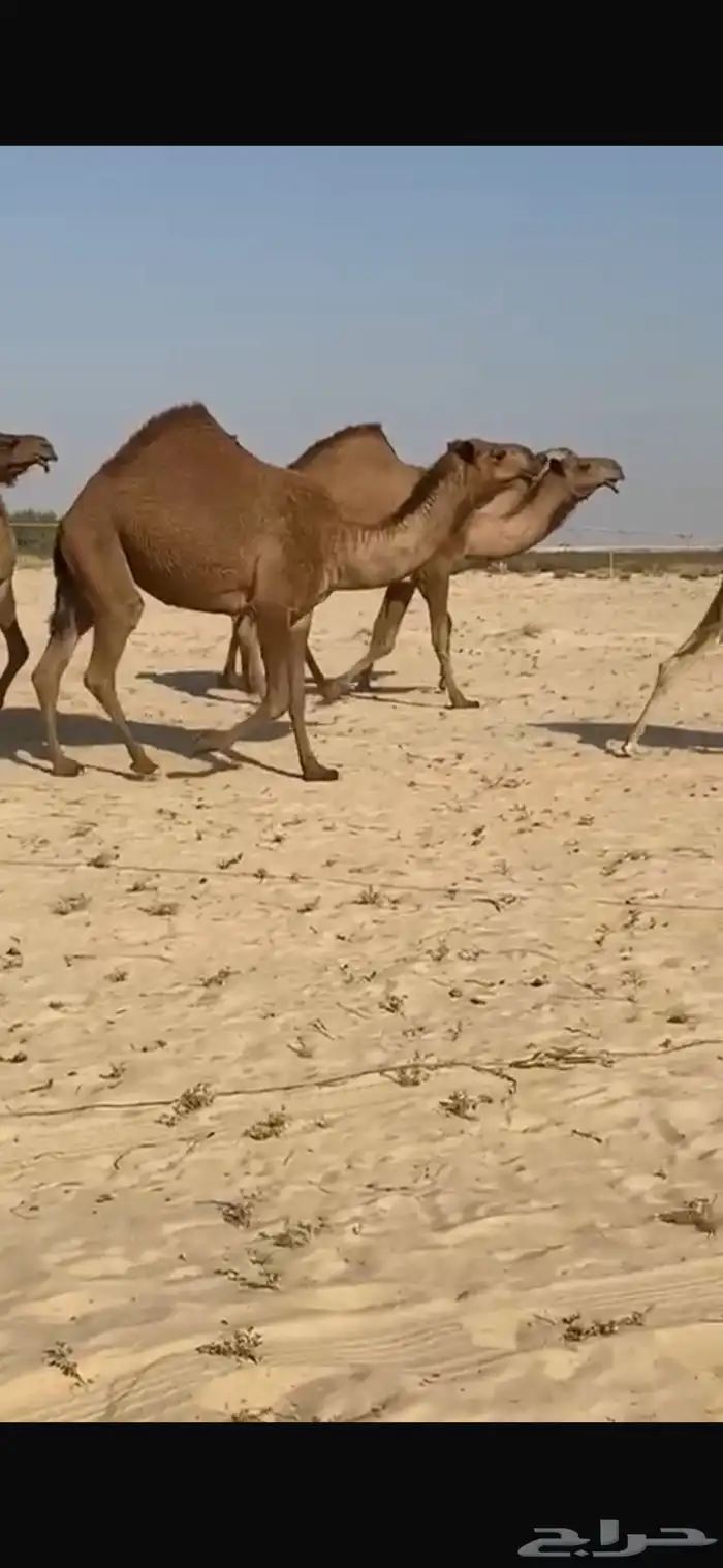 ابل صفر كفو وطيبه واشباب العدد 20 ومعها قعدان 2 فحول 2