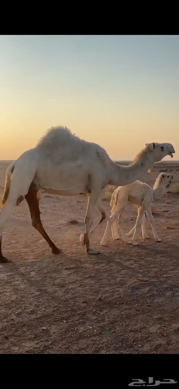 خلفه مصغر للبيع 0