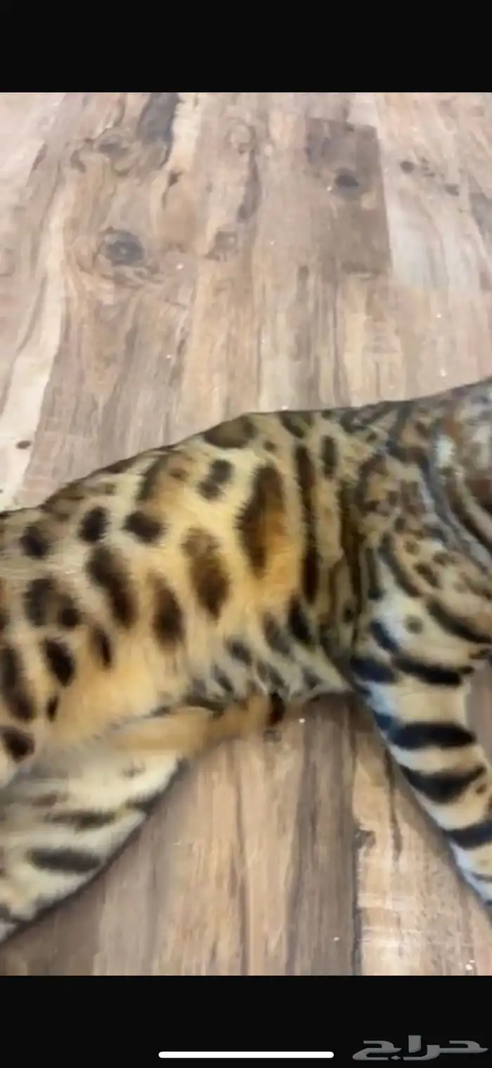 قط ذكر بنغال مستوى قوي جدا للبيع 1