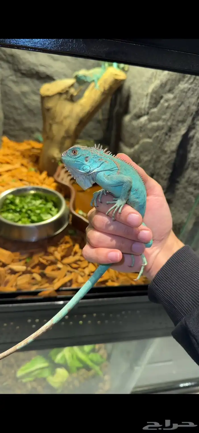الأغوانا زرقاء 0
