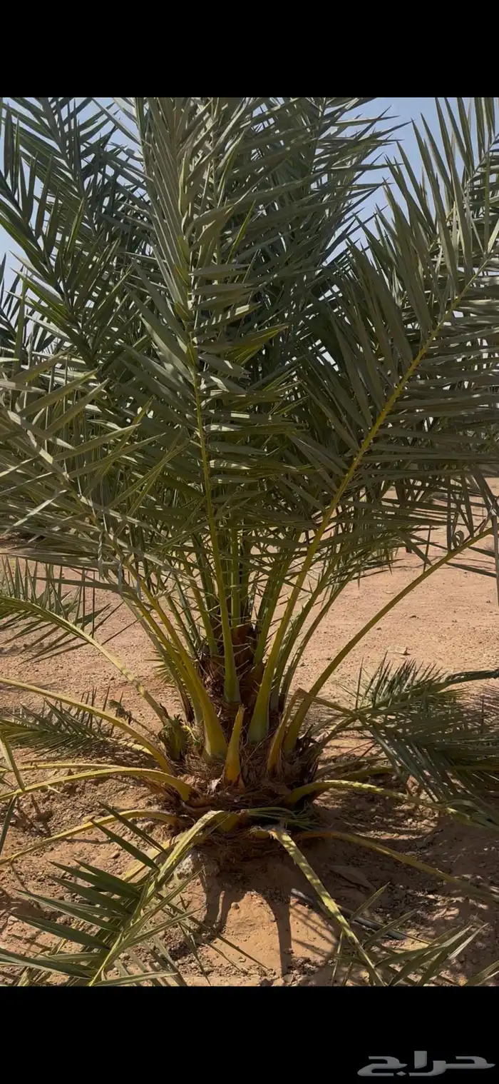 نخل حلوة للبيع 2