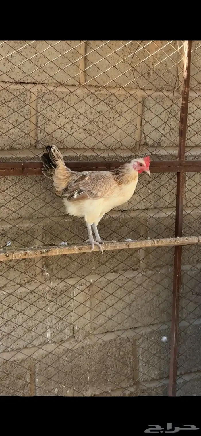 زوجين دجاج عربي ترثه 5