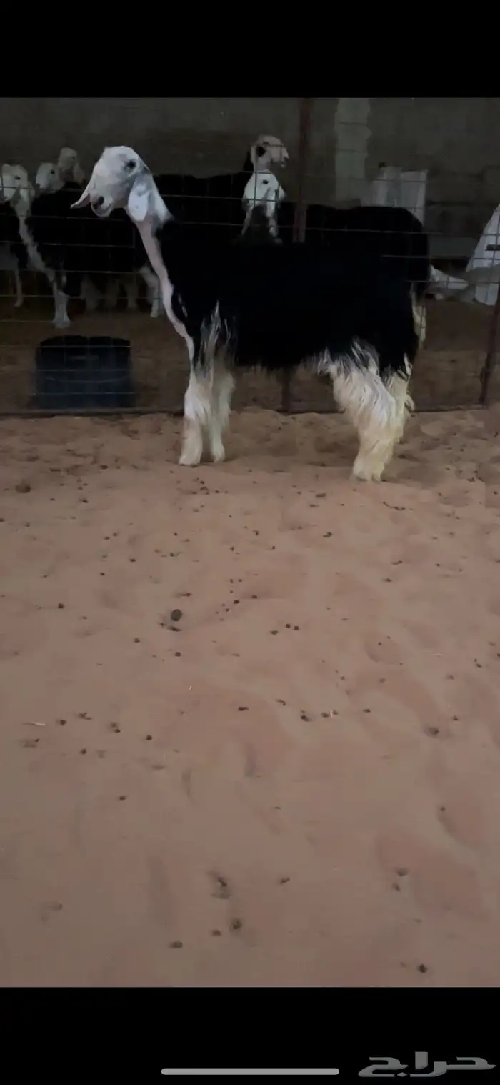 رخال نجد صنف 1