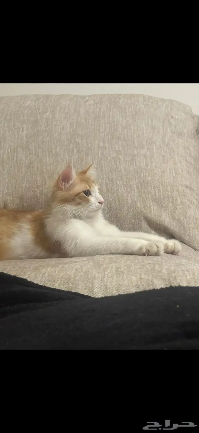 قط للتبني ذكر 2