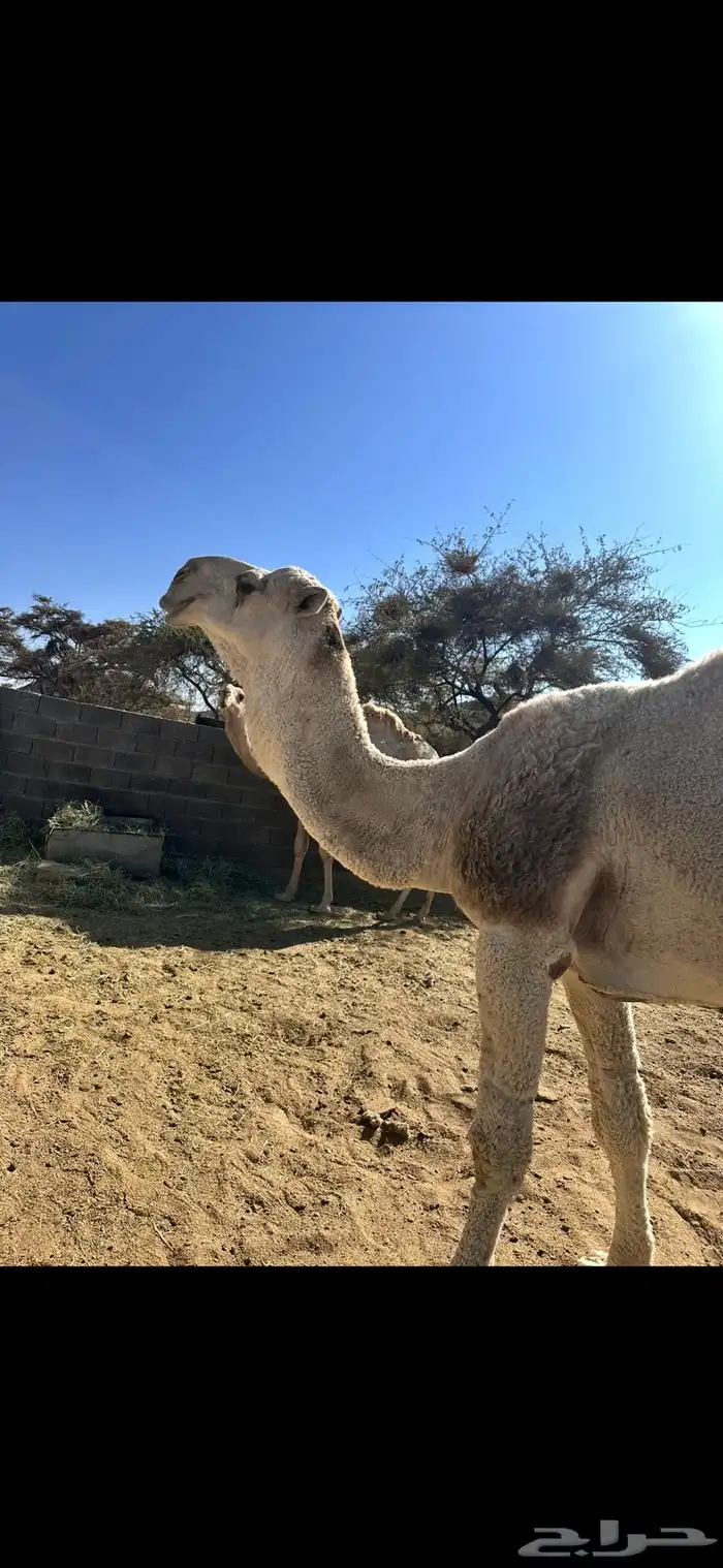 بعير فحل فاخر عفر 3