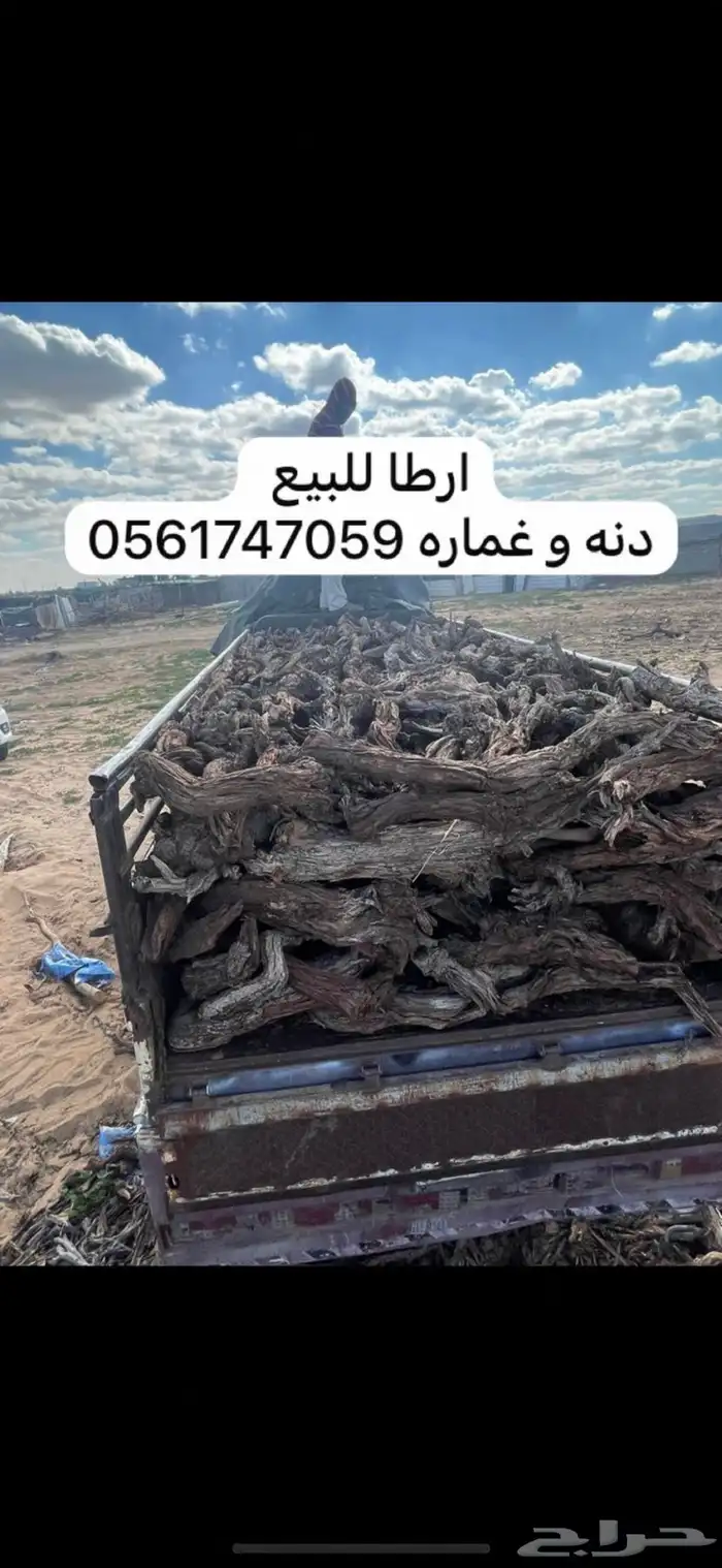 ارطي ارطا مستورد افريقي 0