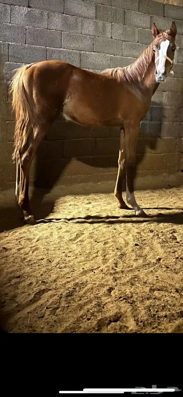 مهره شعبيه 1