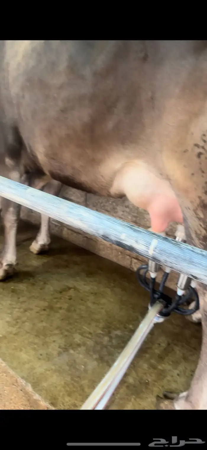 بقره سويسريه 3