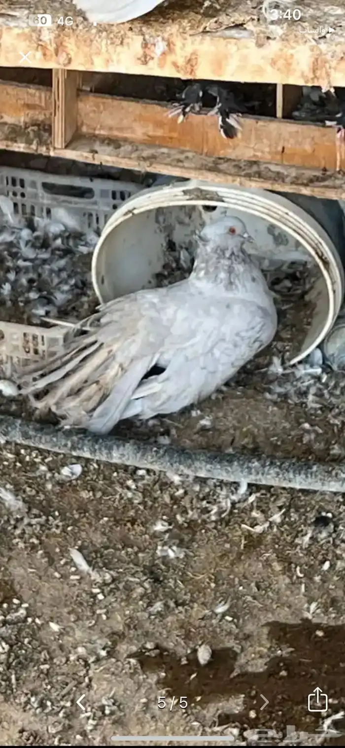 حمام للبيع 4