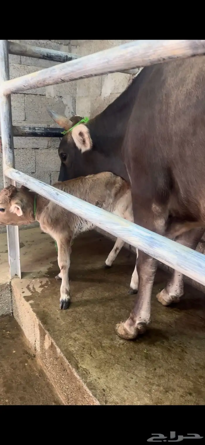 بقره سويسريه 4