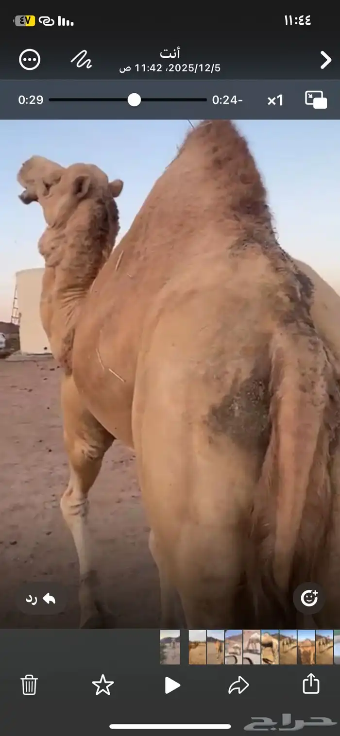 اللبيع بعيرا 3