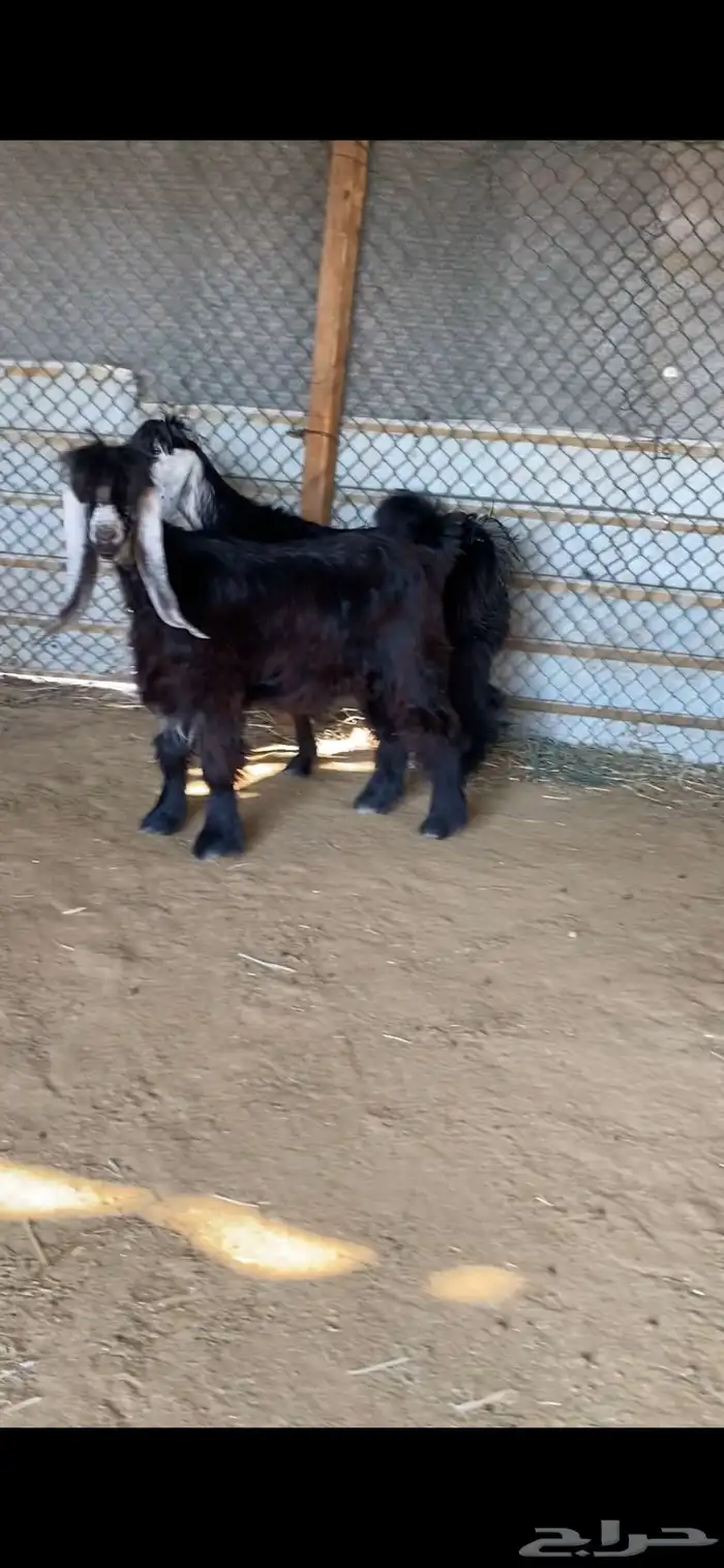 جفرات عوارض معرفه 4