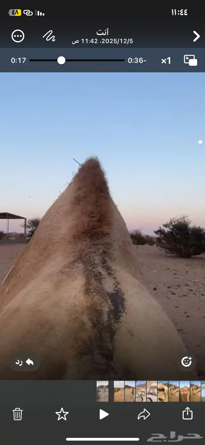 اللبيع بعيرا 5