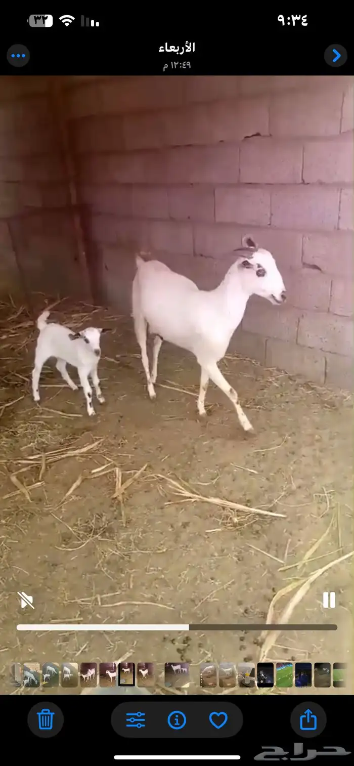 عنز بيشيه كحلا فاخره 3