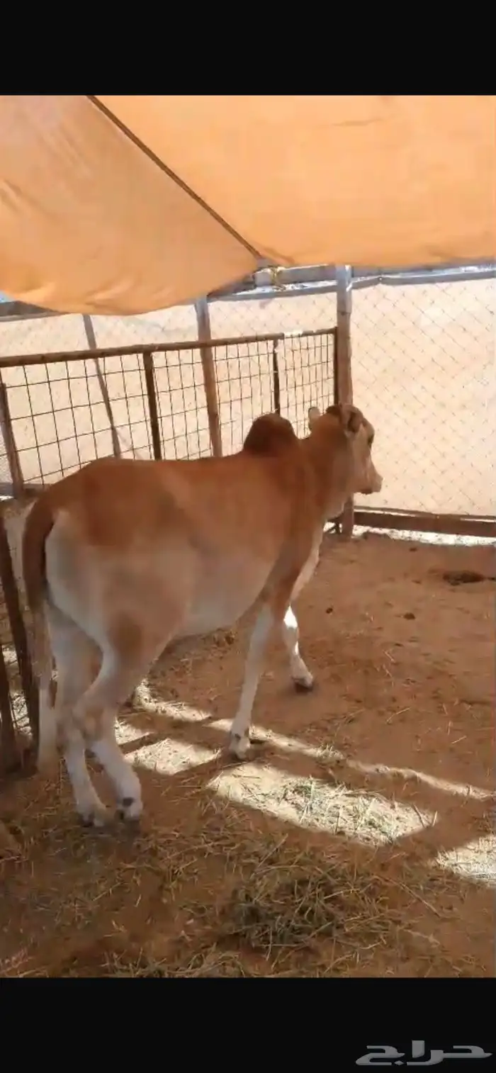 حسيله. للبيع بعم 11. شهر فل شحم بلدي 4