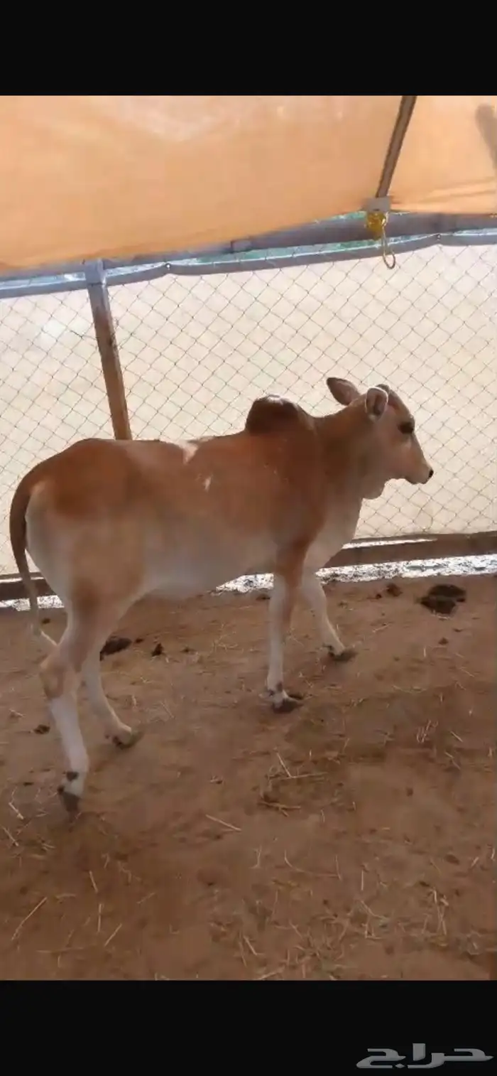 حسيله. للبيع بعم 11. شهر فل شحم بلدي 0