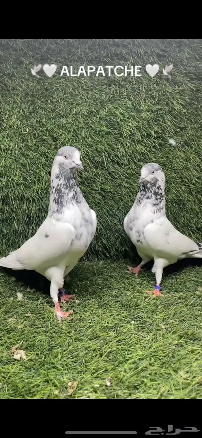 حمام باكستاني تيدي جونسرا 1