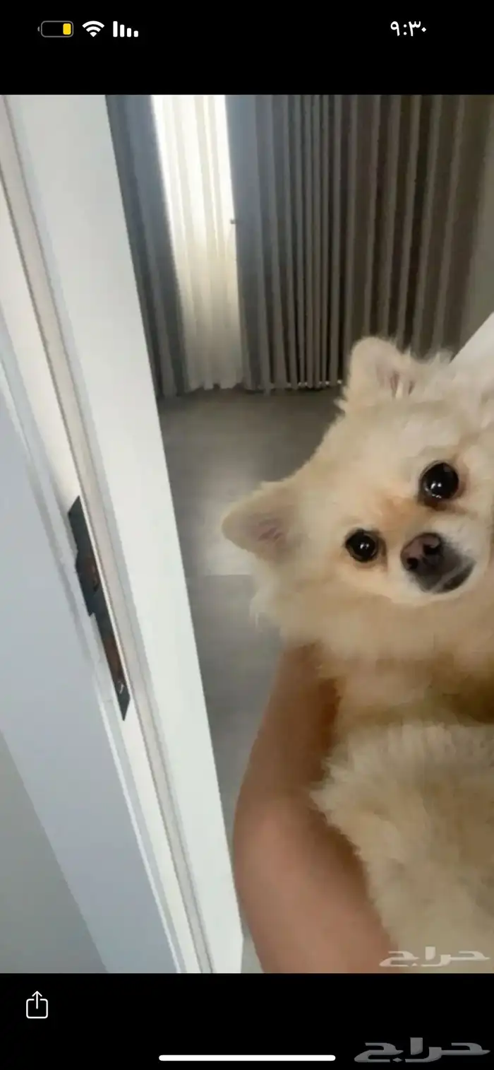 كلب بومرينيان للبيع 0