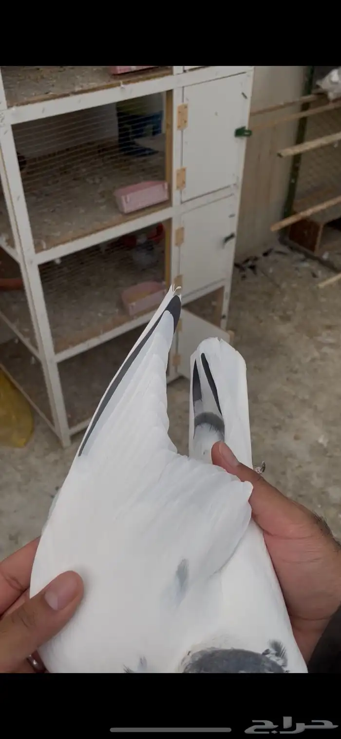 حمام باكستاني بتيرا 1