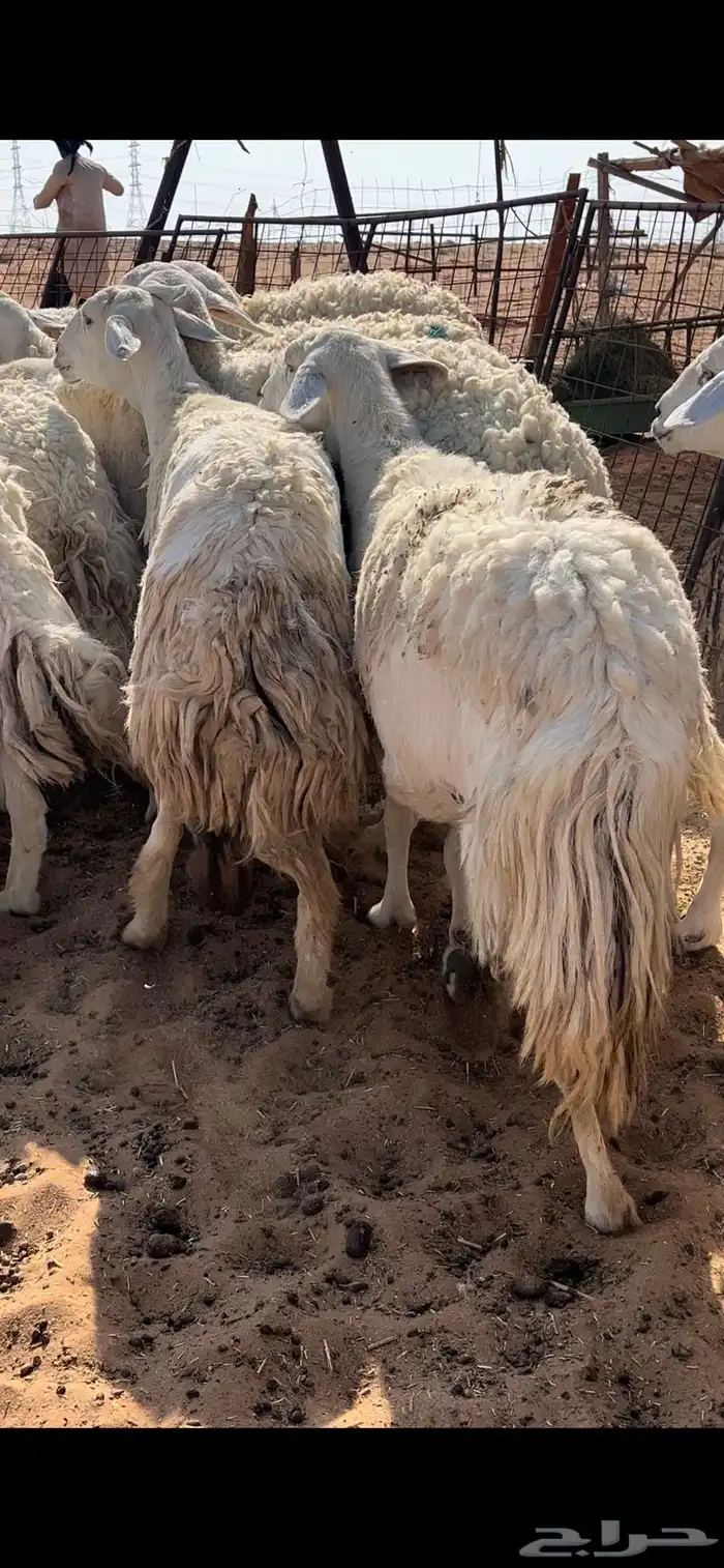 غنم حريات حرش مراح واحد دفيع ومضاريع 8