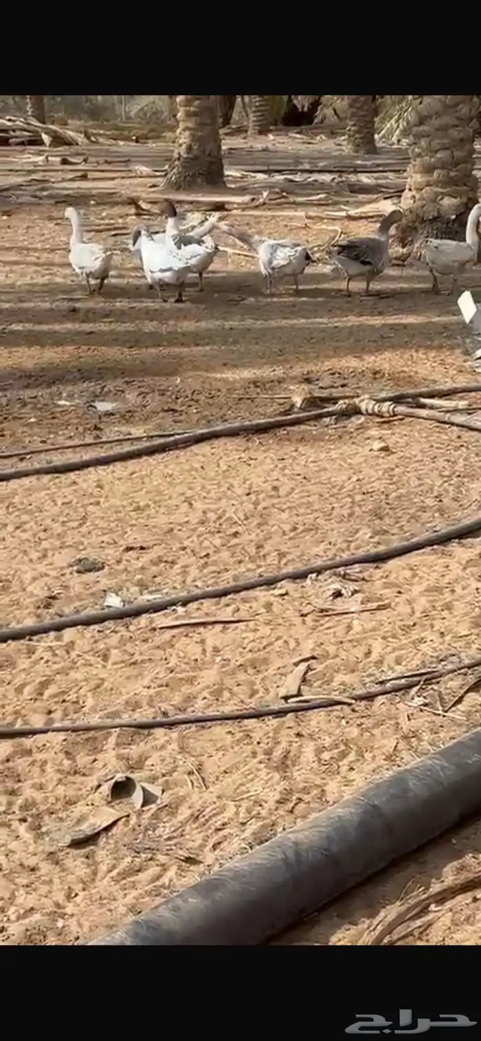 السلام عليكم ورحمة الله وبركاته اذكرو الله و صلو عليه 1