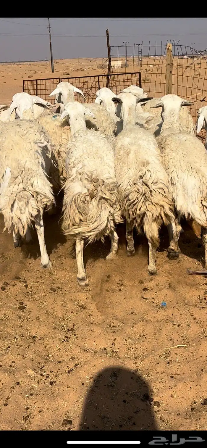 غنم حريات حرش مراح واحد دفيع ومضاريع 3