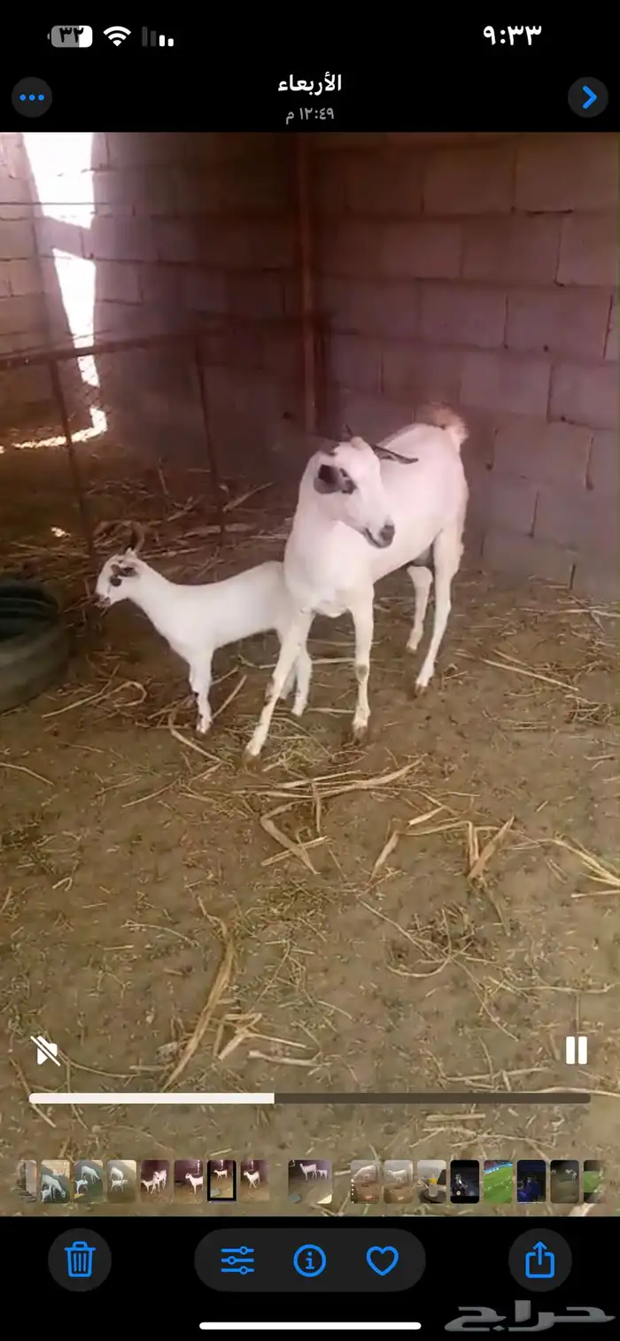 عنز بيشيه كحلا فاخره 2