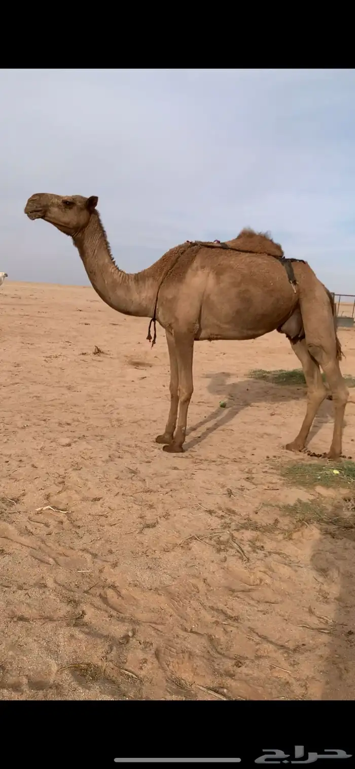 لبيع ضريبه صفراء رباع مبيوع ولدها 2