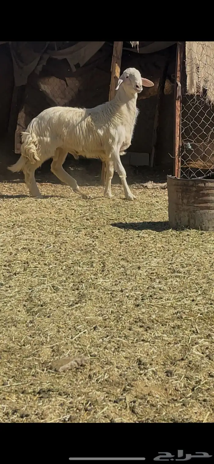 خروف اصفر ابرص مشروطه صحه وضراب 1