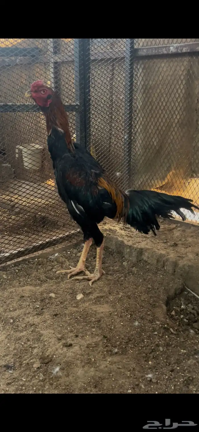 زوج الماني 0