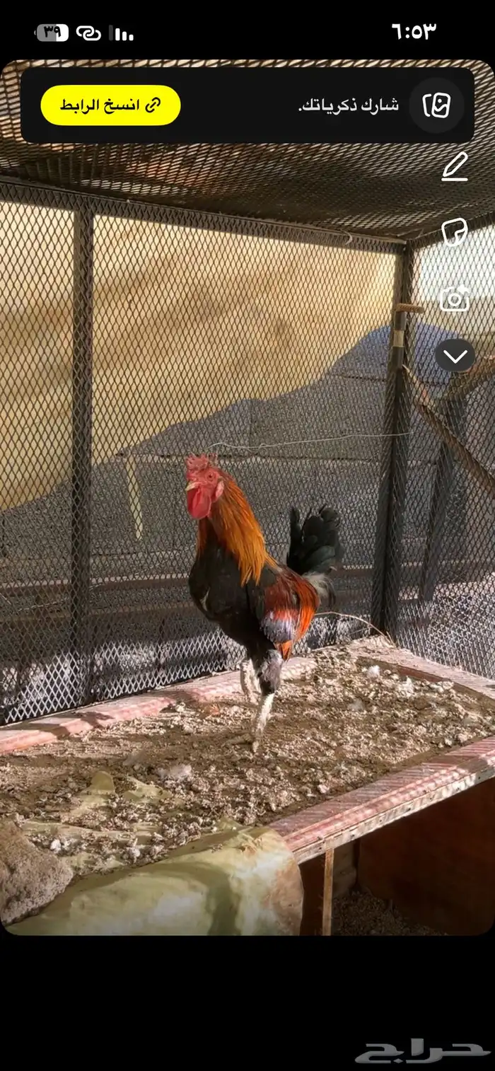 للبيع ديك عربي افرق شرط اذان و اضراب وسليم من الامراض 1