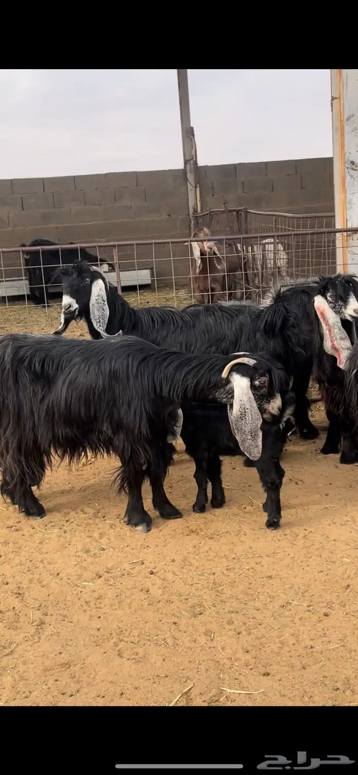 معزاء عوارض 10